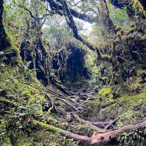 Hutan Simpan Mossy