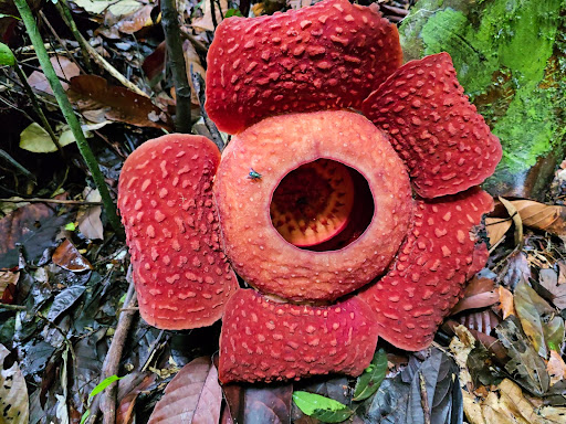 Taman Negara Gunung Gading